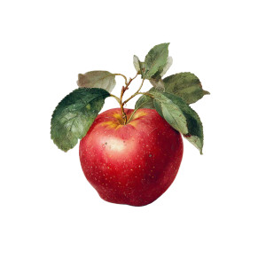 Heart-Shaped Apple V3 Vinyl Car Decal Sticker – Waterproof & UV-Resistant 6.826666666666667" Heart-Shaped Apple V3 Vinyl Car Decal Sticker – Waterproof & UV-Resistant 6.826666666666667"