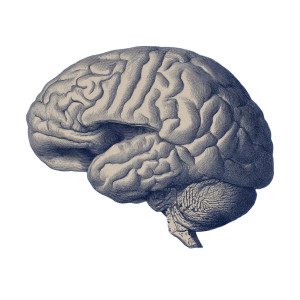 Brain Blueprint Vinyl Car Decal Sticker – Waterproof & UV-Resistant 3.4133333333333336" Brain Blueprint Vinyl Car Decal Sticker – Waterproof & UV-Resistant 3.4133333333333336"