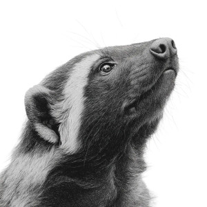 Honey Badger Sketch Vinyl Car Decal Sticker – Waterproof & UV-Resistant 3.4133333333333336" Honey Badger Sketch Vinyl Car Decal Sticker – Waterproof & UV-Resistant 3.4133333333333336"