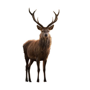Majestic Stag V7 Vinyl Car Decal Sticker – Waterproof & UV-Resistant 3.4133333333333336" Majestic Stag V7 Vinyl Car Decal Sticker – Waterproof & UV-Resistant 3.4133333333333336"