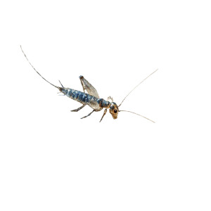 Silverfish On Book Vinyl Car Decal Sticker – Waterproof & UV-Resistant 3.4133333333333336"