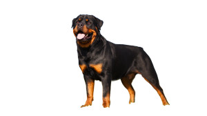 Happy Rottweiler V2 Vinyl Car Decal Sticker – Waterproof & UV-Resistant 5.4