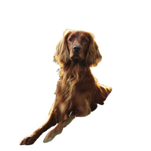 Luxury Dog Walking V2 Vinyl Car Decal Sticker – Waterproof & UV-Resistant 3.4133333333333336" Luxury Dog Walking V2 Vinyl Car Decal Sticker – Waterproof & UV-Resistant 3.4133333333333336"