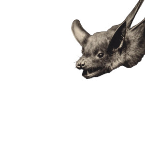 Bat Photograph V3 Vinyl Car Decal Sticker – Waterproof & UV-Resistant 6.826666666666667"
