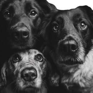 Black & White Dogs Vinyl Car Decal Sticker – Waterproof & UV-Resistant 3.4133333333333336" Black & White Dogs Vinyl Car Decal Sticker – Waterproof & UV-Resistant 3.4133333333333336"