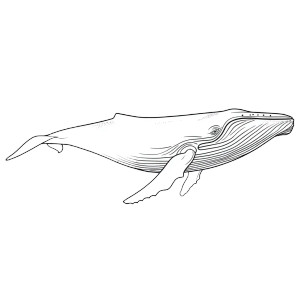 Whale Coloring Outline Vinyl Car Decal Sticker – Waterproof & UV-Resistant 3.4133333333333336"
