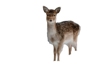 Deer In Snow Vinyl Car Decal Sticker – Waterproof & UV-Resistant 5.97333333333333 Deer In Snow Vinyl Car Decal Sticker – Waterproof & UV-Resistant 5.97333333333333