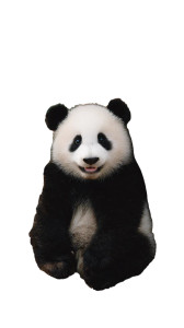 Happy Panda Cub V2 Vinyl Car Decal Sticker – Waterproof & UV-Resistant 4.8533333333333335" Happy Panda Cub V2 Vinyl Car Decal Sticker – Waterproof & UV-Resistant 4.8533333333333335"