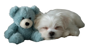 Sleeping Puppy Teddy Vinyl Car Decal Sticker – Waterproof & UV-Resistant 5.4 Sleeping Puppy Teddy Vinyl Car Decal Sticker – Waterproof & UV-Resistant 5.4