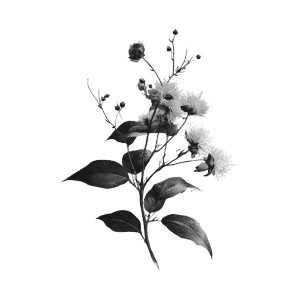 Vintage Plant Illustrations Vinyl Car Decal Sticker – Waterproof & UV-Resistant 6.826666666666667" Vintage Plant Illustrations Vinyl Car Decal Sticker – Waterproof & UV-Resistant 6.826666666666667"
