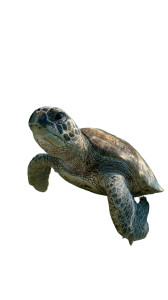 Old Sea Turtle Vinyl Car Decal Sticker – Waterproof & UV-Resistant 9.706666666666667"