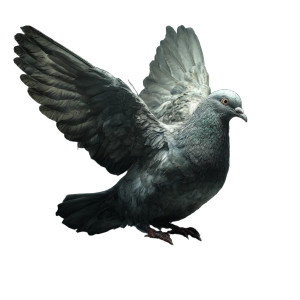 3D Pigeon Model V2 Vinyl Car Decal Sticker – Waterproof & UV-Resistant 3.4133333333333336"