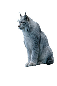 Majestic Lynx Vinyl Car Decal Sticker – Waterproof & UV-Resistant 4.4 Majestic Lynx Vinyl Car Decal Sticker – Waterproof & UV-Resistant 4.4