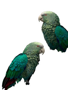 Colorful Teal Parrots Vinyl Car Decal Sticker – Waterproof & UV-Resistant 4.1066666666666665" Colorful Teal Parrots Vinyl Car Decal Sticker – Waterproof & UV-Resistant 4.1066666666666665"