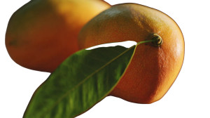Ripe Mango Close-Up V2 Vinyl Car Decal Sticker – Waterproof & UV-Resistant 2.72" Ripe Mango Close-Up V2 Vinyl Car Decal Sticker – Waterproof & UV-Resistant 2.72"