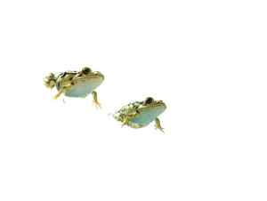 Frogs In Pond Vinyl Car Decal Sticker – Waterproof & UV-Resistant 6.1866666666666665" Frogs In Pond Vinyl Car Decal Sticker – Waterproof & UV-Resistant 6.1866666666666665"