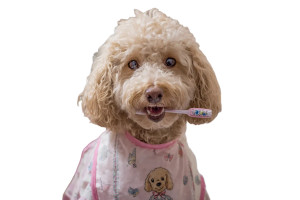 Poodle In Bathroom Vinyl Car Decal Sticker – Waterproof & UV-Resistant 2.986666666666667" Poodle In Bathroom Vinyl Car Decal Sticker – Waterproof & UV-Resistant 2.986666666666667"