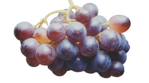 Dark Grenache Grape Vinyl Car Decal Sticker – Waterproof & UV-Resistant 2.72"