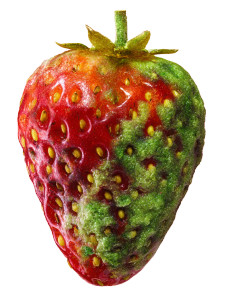 Moldy Strawberry Vinyl Car Decal Sticker – Waterproof & UV-Resistant 8.213333333333333"