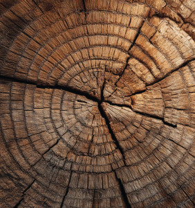 Tree Rings Cross-Section Vinyl Car Decal Sticker – Waterproof & UV-Resistant 3.6266666666666665"