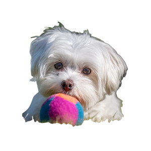 Maltese With Ball Vinyl Car Decal Sticker – Waterproof & UV-Resistant 3.4133333333333336" Maltese With Ball Vinyl Car Decal Sticker – Waterproof & UV-Resistant 3.4133333333333336"