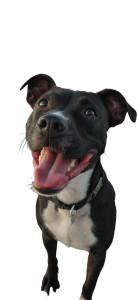 Happy Pit Bull Vinyl Car Decal Sticker – Waterproof & UV-Resistant 10.773333333333333"