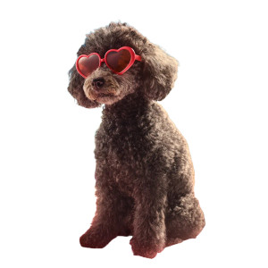 Poodle At Beach Vinyl Car Decal Sticker – Waterproof & UV-Resistant 3.4133333333333336" Poodle At Beach Vinyl Car Decal Sticker – Waterproof & UV-Resistant 3.4133333333333336"