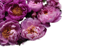 Vibrant Peonies Vinyl Car Decal Sticker – Waterproof & UV-Resistant 2.72" Vibrant Peonies Vinyl Car Decal Sticker – Waterproof & UV-Resistant 2.72"