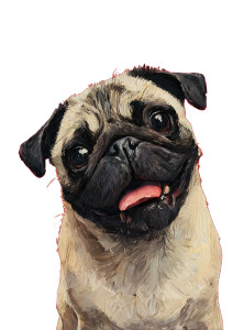 Smiling Pug Portrait Vinyl Car Decal Sticker – Waterproof & UV-Resistant 8.746666666666666"