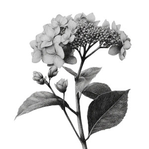 Hydrangea With Buds Vinyl Car Decal Sticker – Waterproof & UV-Resistant 3.4133333333333336" Hydrangea With Buds Vinyl Car Decal Sticker – Waterproof & UV-Resistant 3.4133333333333336"