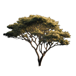 Lone Banyan Tree Vinyl Car Decal Sticker – Waterproof & UV-Resistant 3.4133333333333336"