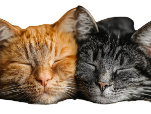 Loving Cat Duo Vinyl Car Decal Sticker – Waterproof & UV-Resistant 6.1866666666666665"