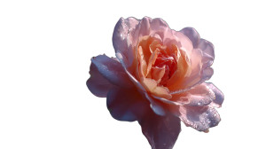 Rose V11 Vinyl Car Decal Sticker – Waterproof & UV-Resistant 2.72"