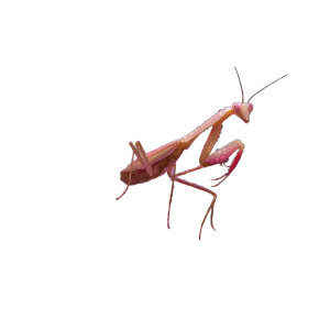 Mimic Orchid Mantis Vinyl Car Decal Sticker – Waterproof & UV-Resistant 6.826666666666667"