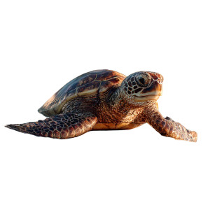 Surfing Sea Turtle V2 Vinyl Car Decal Sticker – Waterproof & UV-Resistant 6.826666666666667" Surfing Sea Turtle V2 Vinyl Car Decal Sticker – Waterproof & UV-Resistant 6.826666666666667"