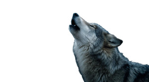 Majestic Howling Wolf V4 Vinyl Car Decal Sticker – Waterproof & UV-Resistant 2.72" Majestic Howling Wolf V4 Vinyl Car Decal Sticker – Waterproof & UV-Resistant 2.72"