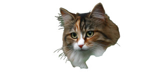 A Cat V41 Vinyl Car Decal Sticker – Waterproof & UV-Resistant 2.72"