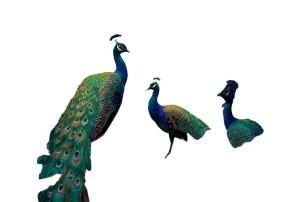 Majestic Jungle Peacocks Vinyl Car Decal Sticker – Waterproof & UV-Resistant 5.97333333333333