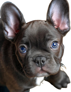 French Bulldog Puppy V7 Vinyl Car Decal Sticker – Waterproof & UV-Resistant 4.16"