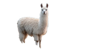 Fluffy Baby Alpaca V3 Vinyl Car Decal Sticker – Waterproof & UV-Resistant 2.72"