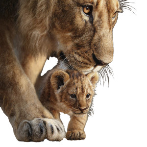 Lion Family Scene Vinyl Car Decal Sticker – Waterproof & UV-Resistant 3.4133333333333336"