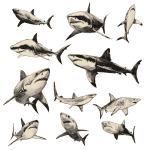 Hand Drawn Sharks Vinyl Car Decal Sticker – Waterproof & UV-Resistant 3.4133333333333336"