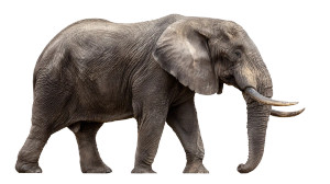 African Elephant V5 Vinyl Car Decal Sticker – Waterproof & UV-Resistant 5.4 African Elephant V5 Vinyl Car Decal Sticker – Waterproof & UV-Resistant 5.4