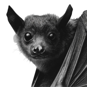 Bat Photograph Vinyl Car Decal Sticker – Waterproof & UV-Resistant 6.826666666666667"