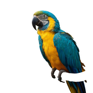 Blue Yellow Parrot Vinyl Car Decal Sticker – Waterproof & UV-Resistant 3.4133333333333336" Blue Yellow Parrot Vinyl Car Decal Sticker – Waterproof & UV-Resistant 3.4133333333333336"