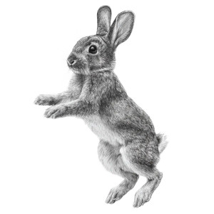 Jumping Rabbit Vinyl Car Decal Sticker – Waterproof & UV-Resistant 3.4133333333333336"