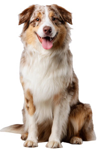 Australian Shepherd Dog Vinyl Car Decal Sticker – Waterproof & UV-Resistant 8.96"