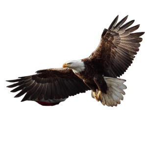 Patriotic Eagle Flag V3 Vinyl Car Decal Sticker – Waterproof & UV-Resistant 3.4133333333333336" Patriotic Eagle Flag V3 Vinyl Car Decal Sticker – Waterproof & UV-Resistant 3.4133333333333336"