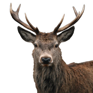 Deer With Antlers V3 Vinyl Car Decal Sticker – Waterproof & UV-Resistant 3.4133333333333336" Deer With Antlers V3 Vinyl Car Decal Sticker – Waterproof & UV-Resistant 3.4133333333333336"