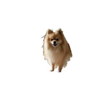 Pomeranian Portrait Vinyl Car Decal Sticker – Waterproof & UV-Resistant 6.826666666666667"